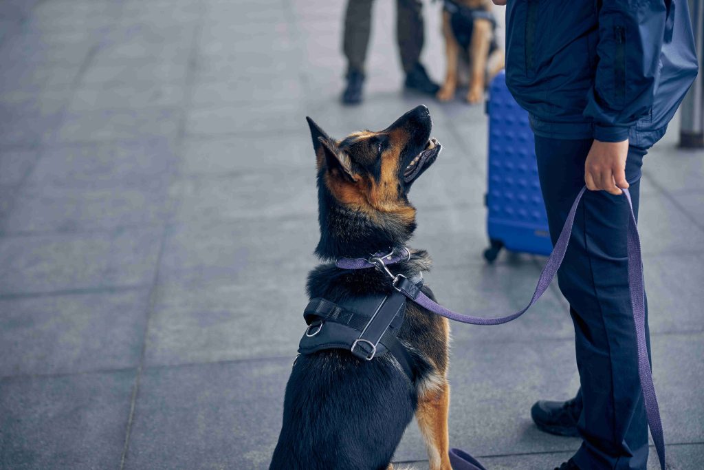 Legal Marijuana May Create Problems for Police Dogs