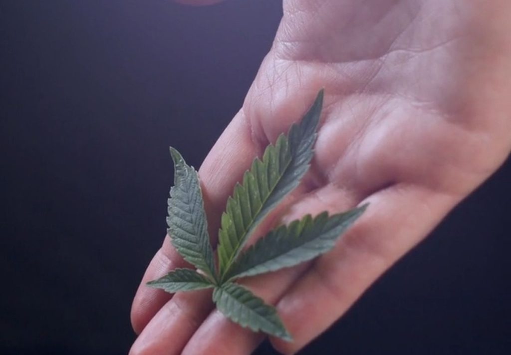 Is Weed Legal in Denver Colorado